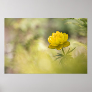 Póster Foto de naturaleza de flor amarilla