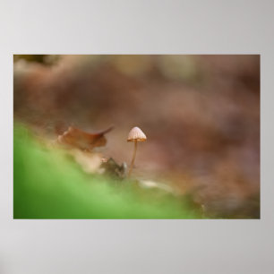 Póster Foto de naturaleza de hongo diminuto