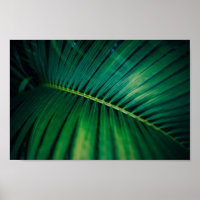 Foto de naturaleza tropical de frondosas de hojas