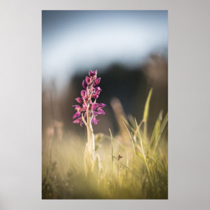 Póster Foto de orquídea silvestre en la naturaleza