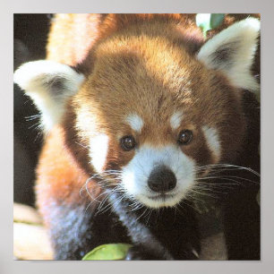 Póster Foto de oso marrón