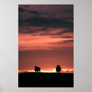 Póster Foto de ovejas en la puesta de sol natural