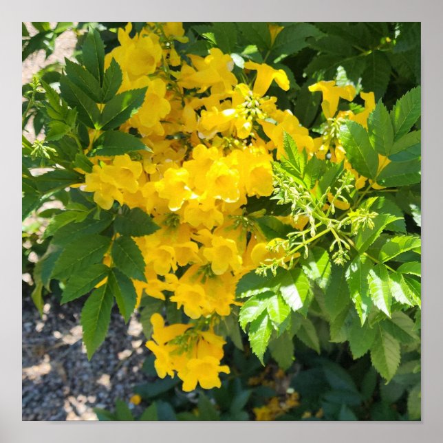 Póster Foto de pájaro de la flor del paraíso (Frente)