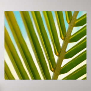 Póster Foto de Palm Leaf