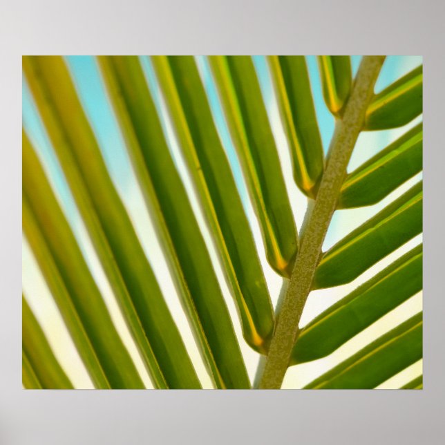 Póster Foto de Palm Leaf (Frente)