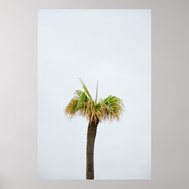 Póster Foto de palmera marrón y verde (Frente)