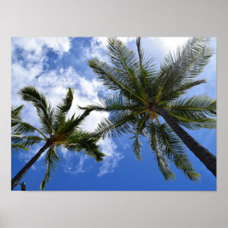 Póster Foto de palmeras tropicales