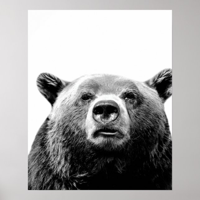Póster Foto de peekaboo, animal de bosque de oso blanco n (Frente)