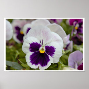 Póster Foto de Pensamiento Blanco Morado