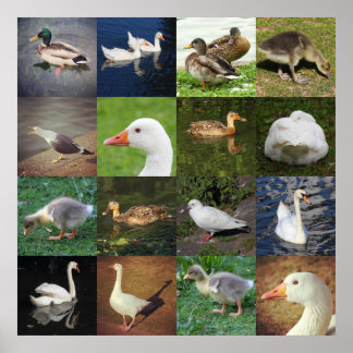 Póster Foto de perfil - Aves
