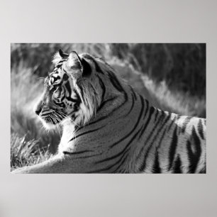 Póster Foto de perfil de tigre de B&W