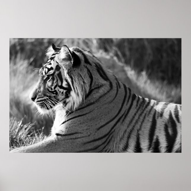 Póster Foto de perfil de tigre de B&W (Frente)