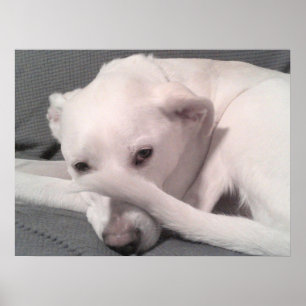 Póster Foto de perro blanco con cola en la cara gris