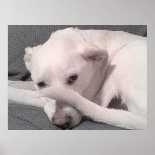 Póster Foto de perro blanco con cola en la cara gris (Frente)