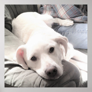 Póster Foto de perro cortado y cansado con papá en la pla