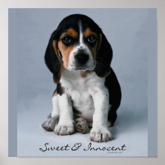Póster Foto de perro de Beagle Puppy (Frente)