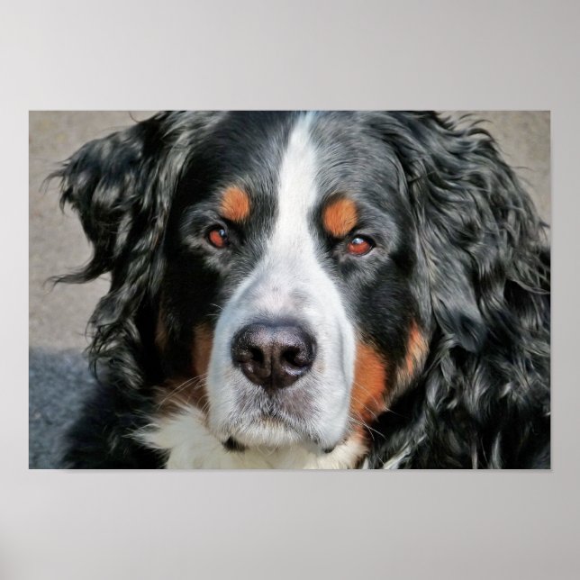 Póster Foto de perro de montaña de Bernese (Frente)