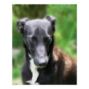 Póster Foto de perro Whippet negro grande