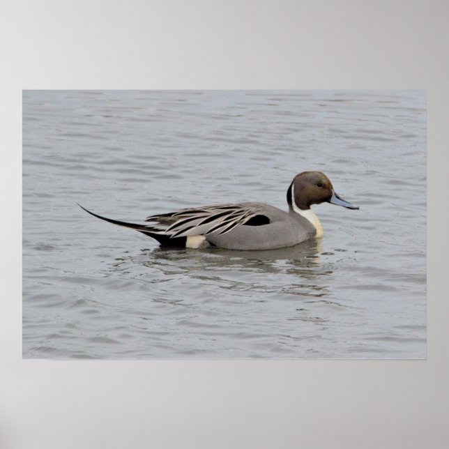 Póster Foto de Pintail Duck del Norte (Frente)