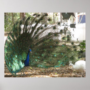 Póster Foto de plumaje de ave pavo real y pava real albin