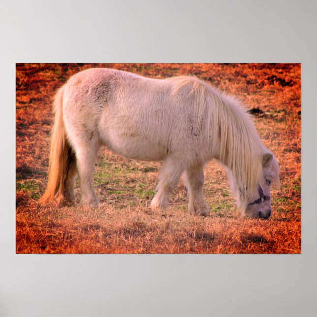 Póster Foto de Pony (Frente)