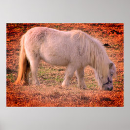 Póster Foto de Pony