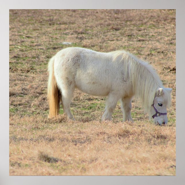 Póster Foto de Pony (Frente)