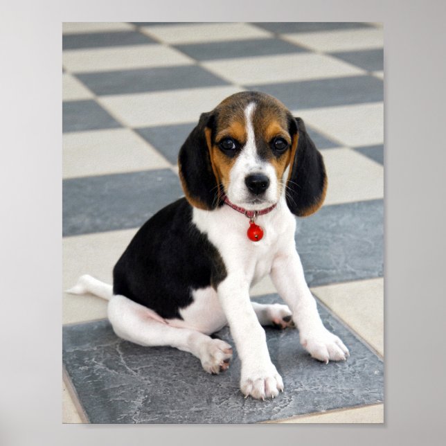 Póster Foto de porcino de Beagle Cute (Frente)