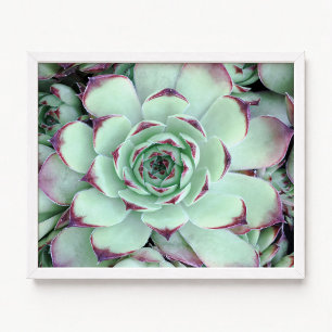 Póster Foto de primer plano de suculenta verde pálido con