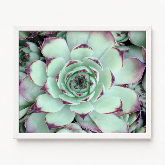 Póster Foto de primer plano de suculenta verde pálido con (Pale Green with Purple Succulent Close-Up Photo Poster)