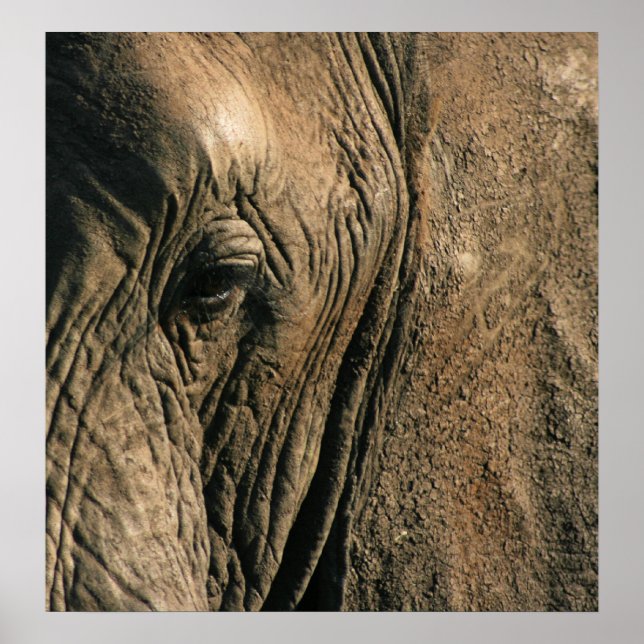 Póster Foto de primer plano del ojo de elefante africano (Frente)
