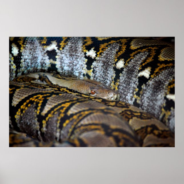 Póster Foto de Python (Frente)