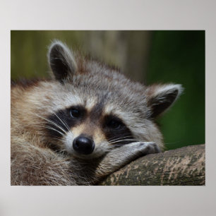 Póster Foto de Raccoon con somnolencia suave