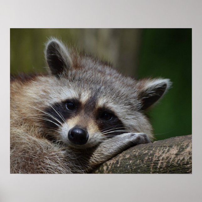 Póster Foto de Raccoon con somnolencia suave (Frente)