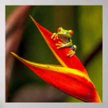 Foto de rana de árbol de ojos rojos salvajes