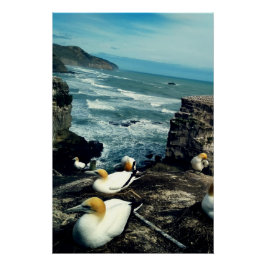 Póster Foto De Reproducción De Gannets Australasianos De 