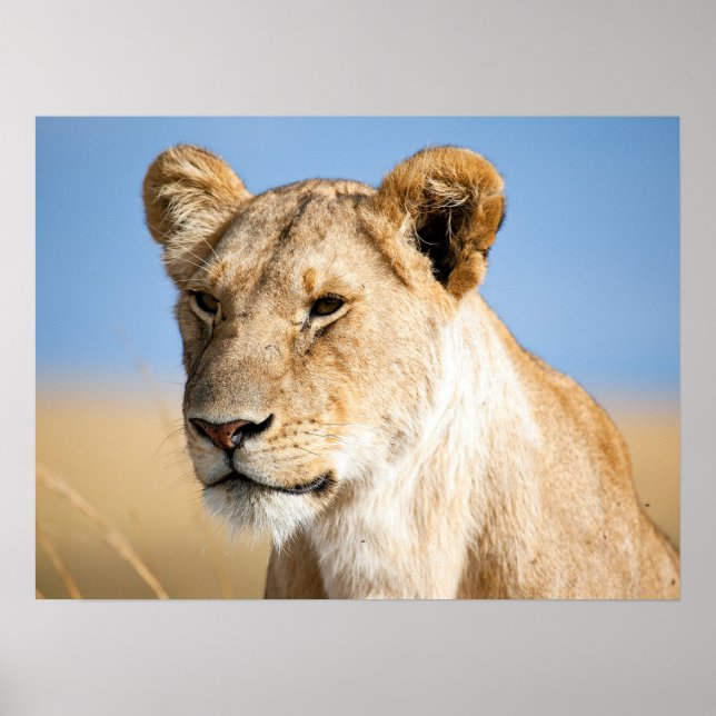 Póster Foto de retrato de león (Frente)