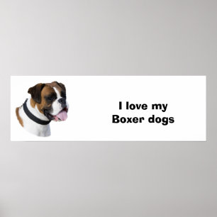 Póster Foto de retrato de perro de Boxer