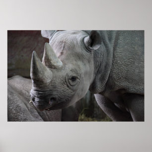 Póster Foto de Rhinoceros Negros