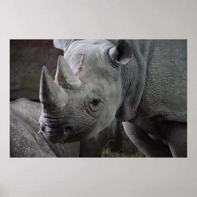Póster Foto de Rhinoceros Negros (Frente)