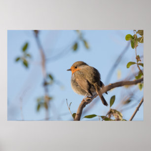 Póster Foto de Robin en la naturaleza
