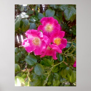 Póster Foto de rosas 