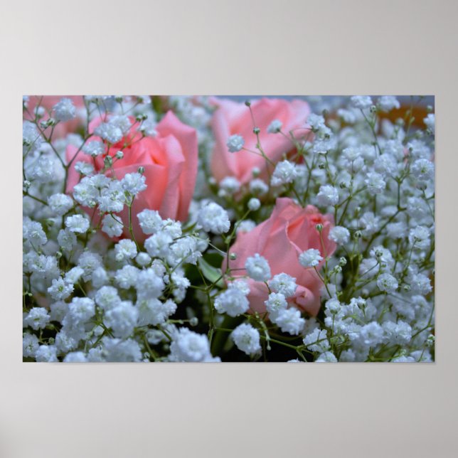 Póster Foto de Rosas Rosadas (Frente)