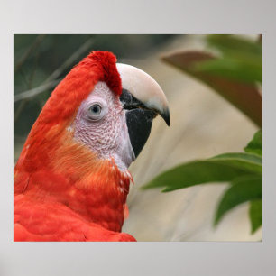 Póster Foto de Scarlet Mackaw