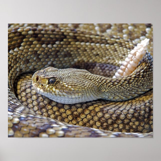 Póster Foto de serpiente de cascabel (Frente)