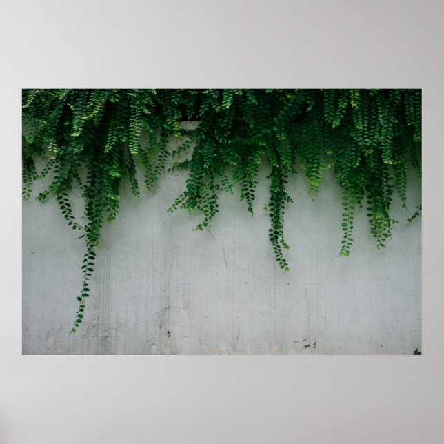 PÓSTER FOTO DE SHALLOW FOCUS DE PLANTAS FERN (Frente)