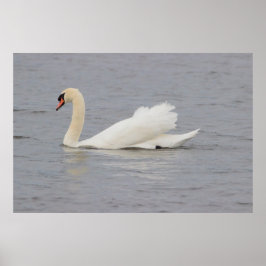Póster Foto de Swan