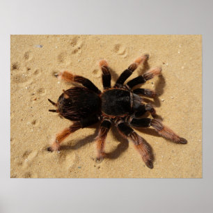 Póster Foto de tarántula