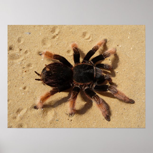 Póster Foto de tarántula (Frente)