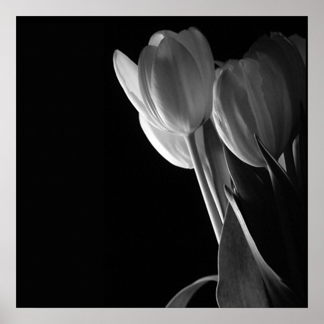 Póster Foto De Tulipanes Blancos En Fondo Negro (Frente)